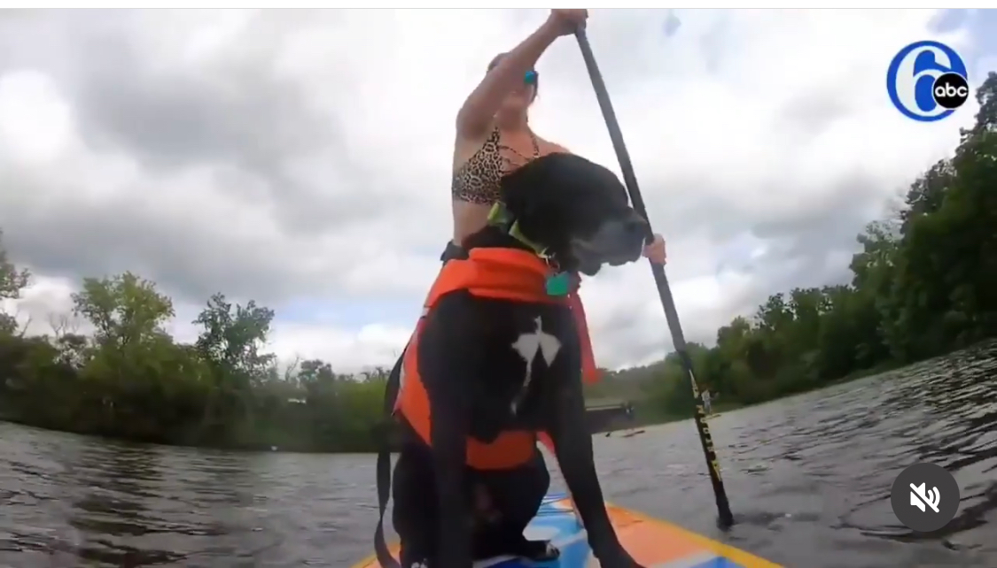 dog on an inflatable paddle board