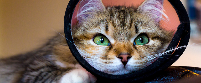 Your pup or kitten might not enjoy the post-surgery cone of shame, but they will enjoy happier, healthier, longer lives.