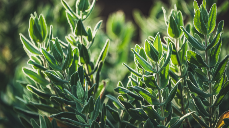 Vor allem die Blätter des Zistrosengewächses beinhalten die gesundheitsfördernden Flavonoide und sekundäre Pflanzenstoffe