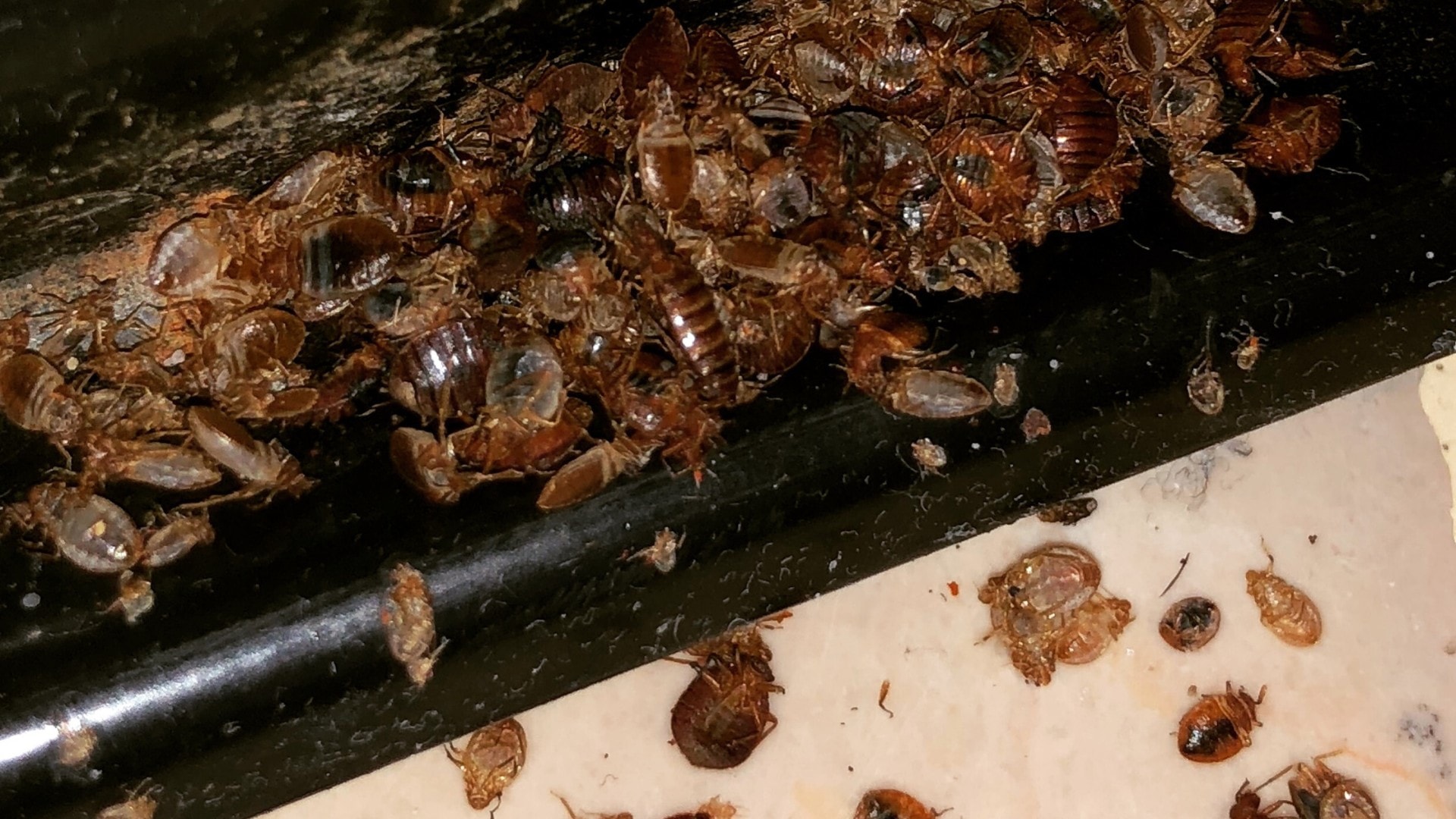 An infestation of bed bugs and bed bug shells.