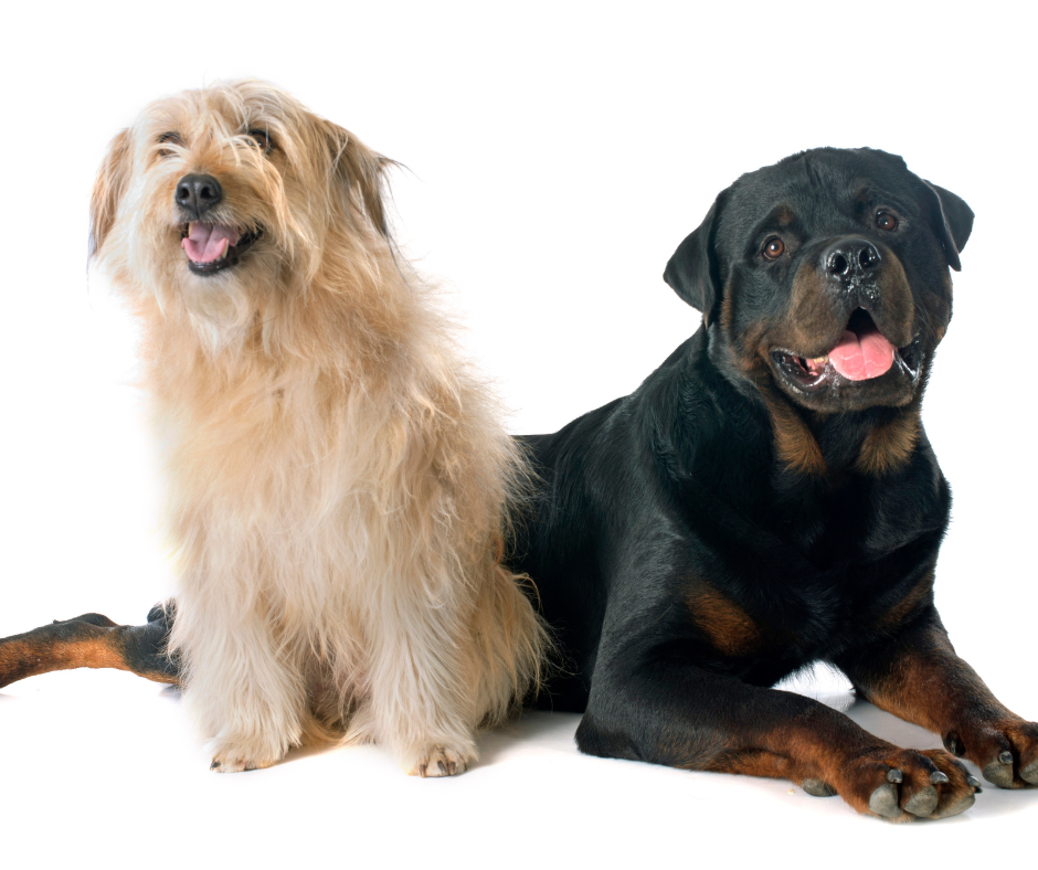 A Pyrenean Shepherd Laying next to a Rottweiler