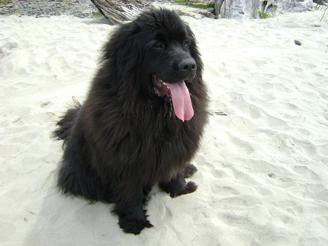 newfoundland, snow, dog