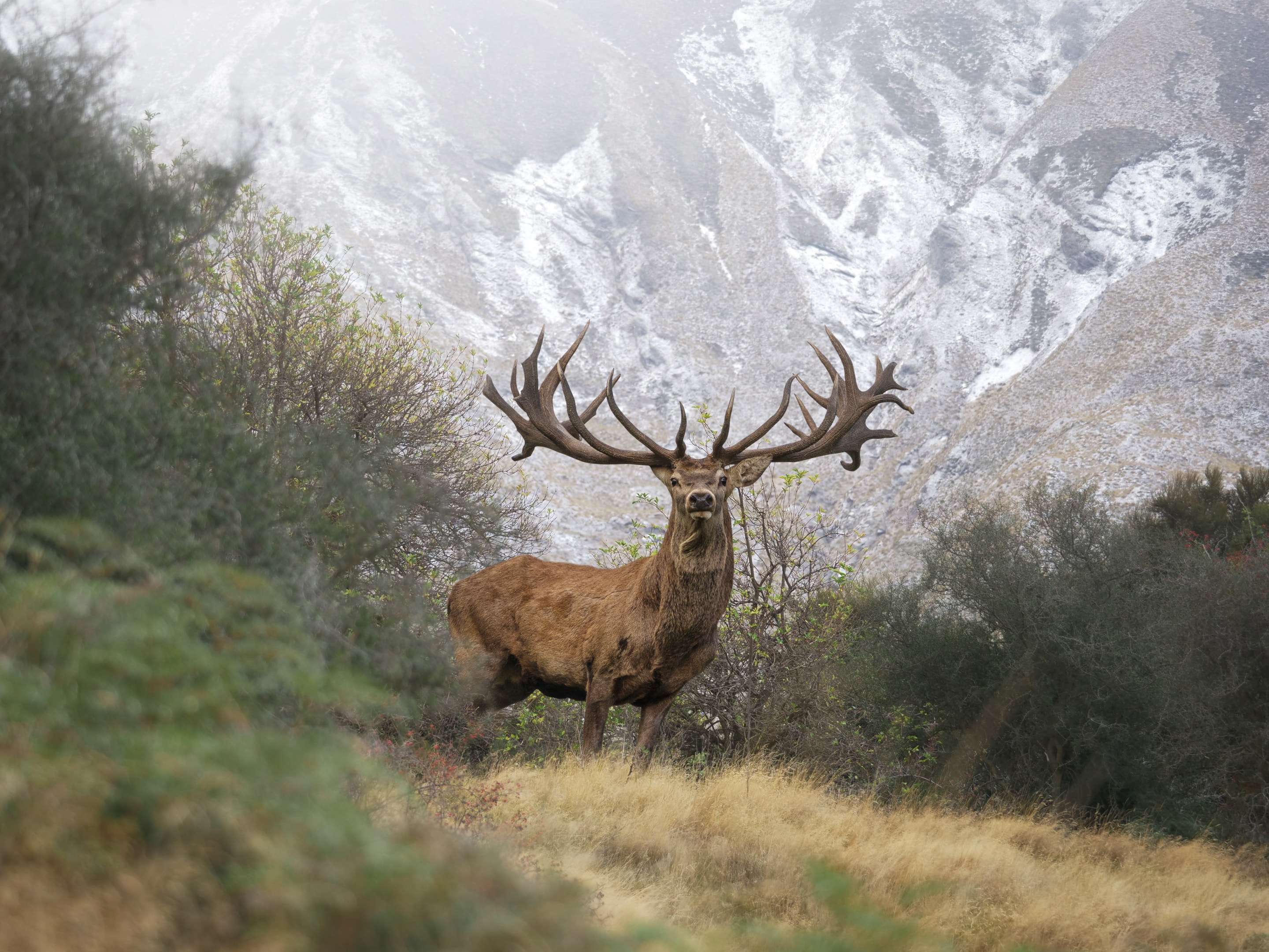 Trophy red stag standing majestically on hilltop in New Zealand high country.