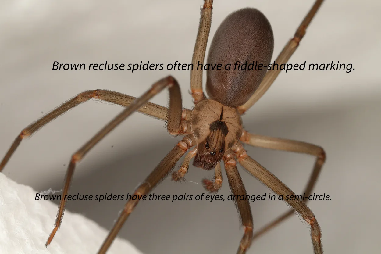 An image of a brown recluse spider and text describing its features.