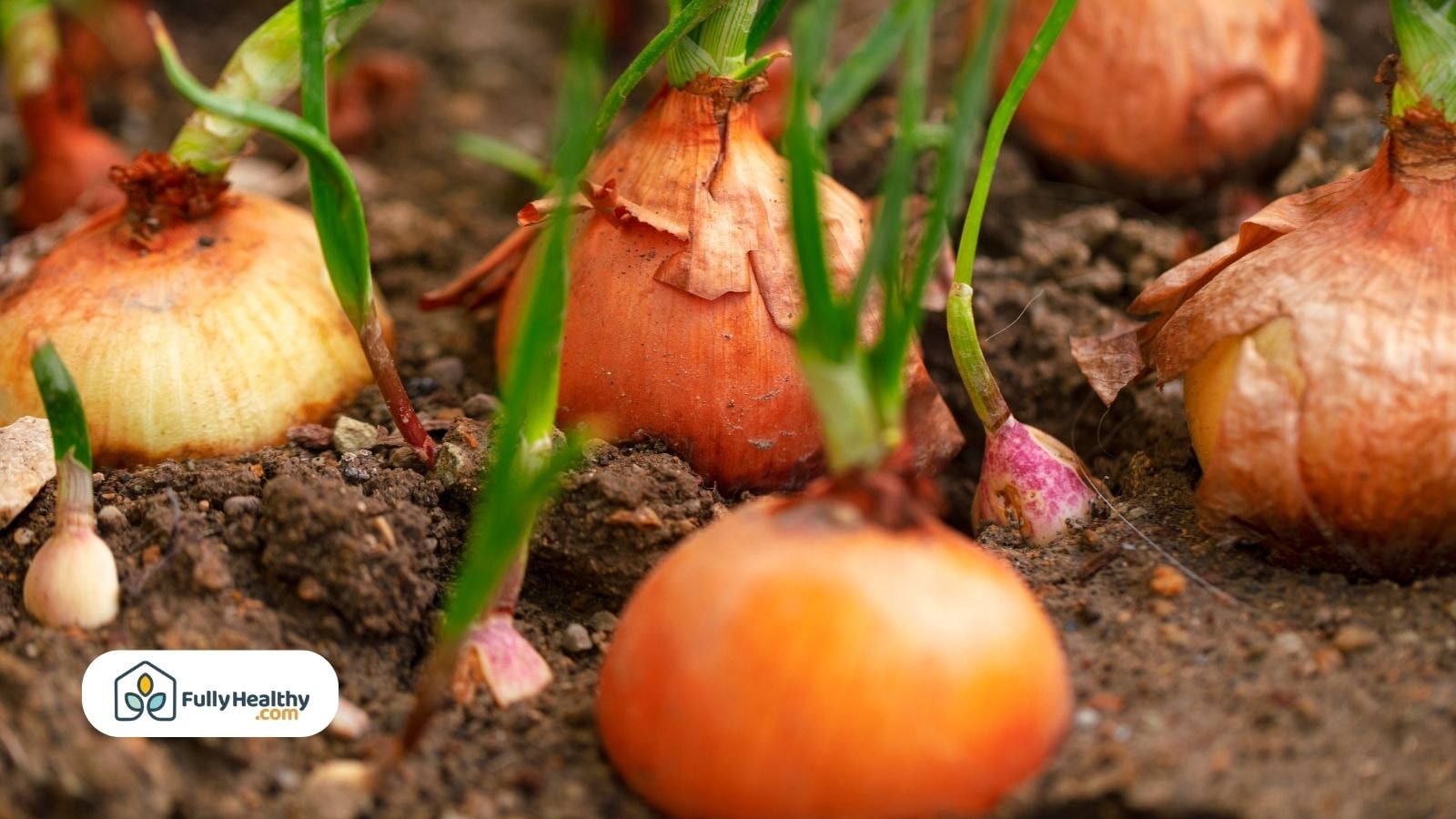 Group of chickens grazing on grass