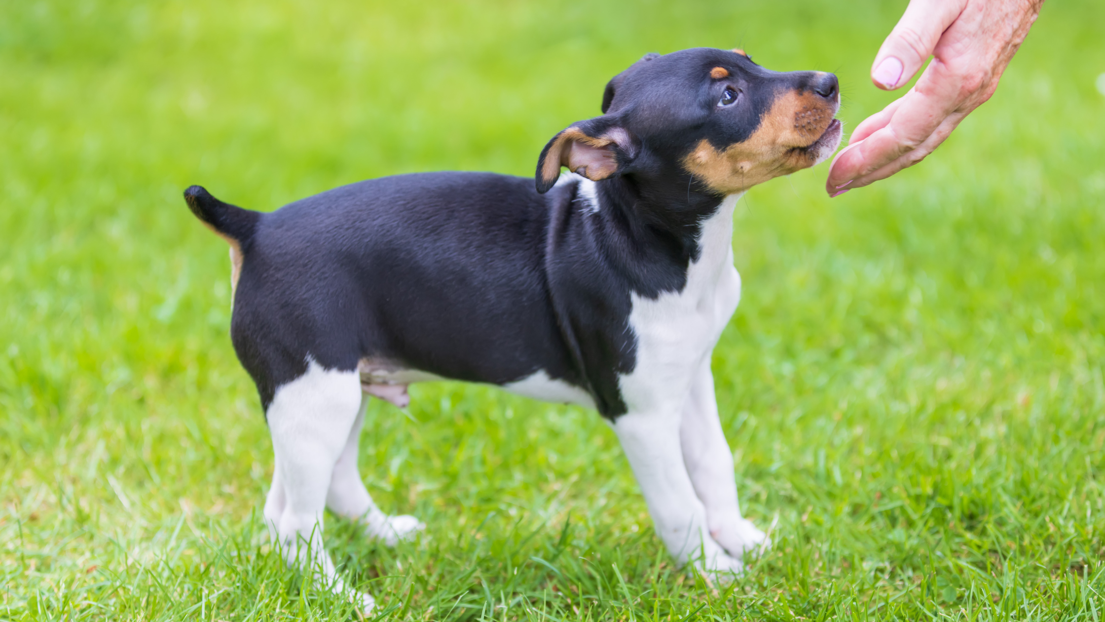 A Rat Terrier puppy licking its owners hand