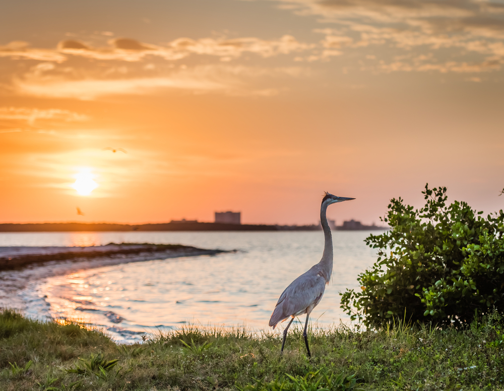 Beach Park, blue heron, Tampa Bay, sunrise