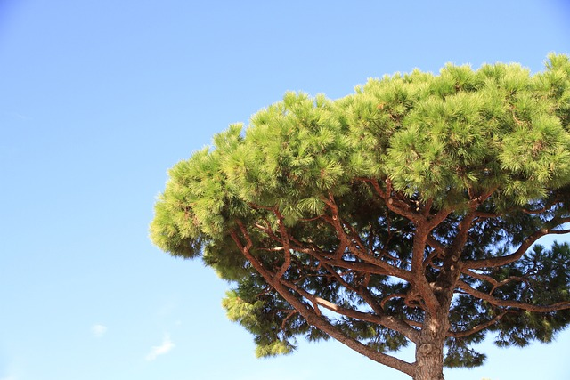 pine, pine umbrella, tree