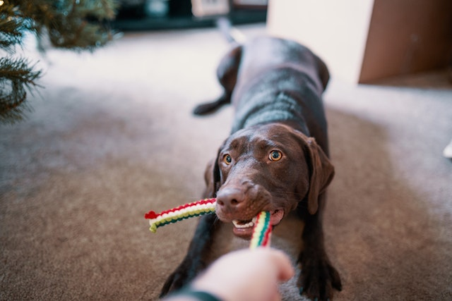 Washing dog outlet toys