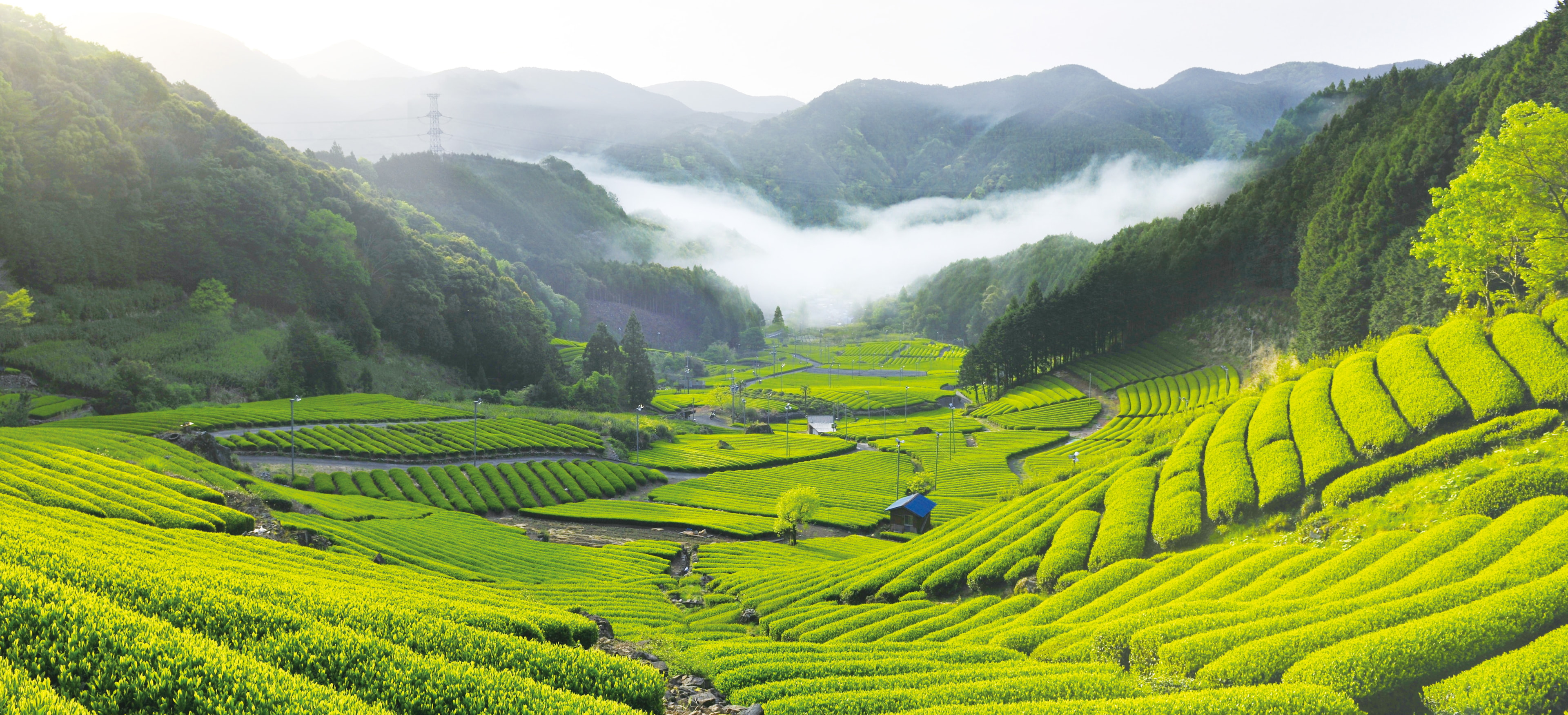 Green tea field shizuoka