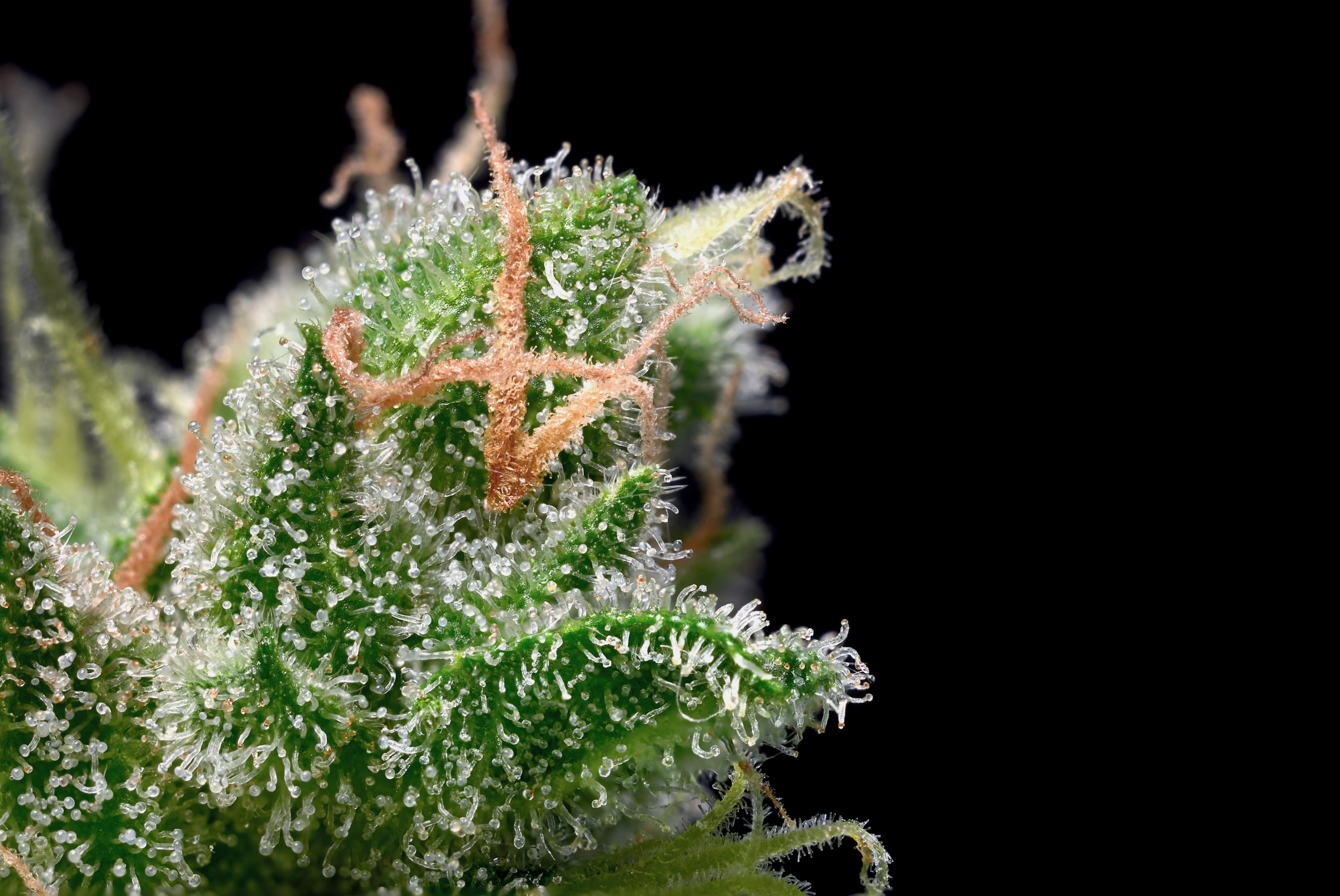 Cannabis trichomes contain most cannabinoids and terpenes, which determine the plant's potency and therapeutic properties.