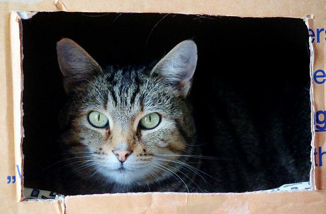 cat, cat face, moving box