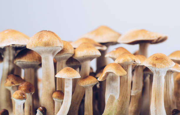 magic mushrooms, psilocybin, psychedelic mushrooms 