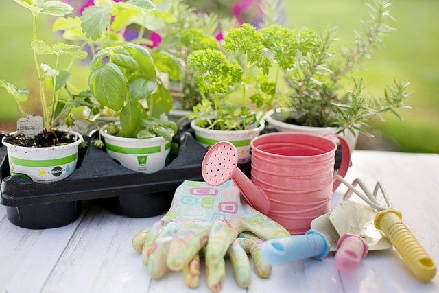 planting, spring, herbs, gardening, plants, nature, tools, gardening tools, seedlings