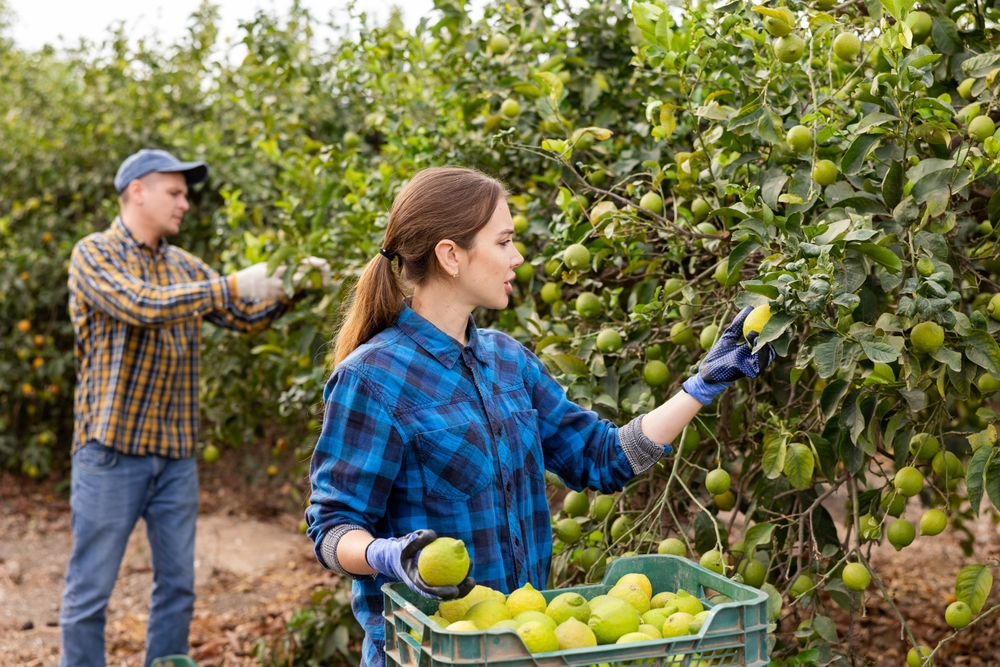 Saisonarbeitskraft bei der Ernte auf einem Feld in Deutschland – zeigt typische Tätigkeiten, Beschäftigung im Freien und rechtliche Rahmenbedingungen.
