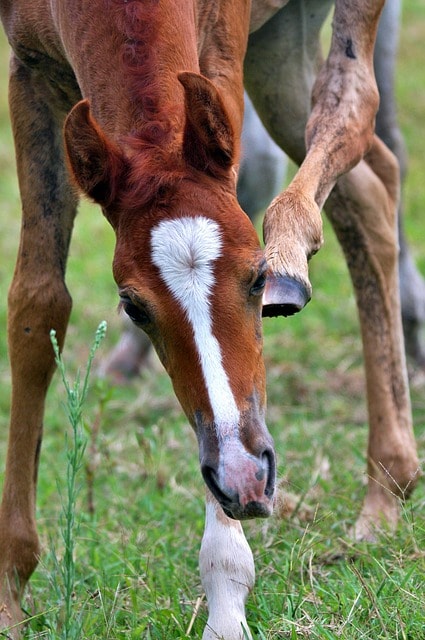 foal, animal, arabian