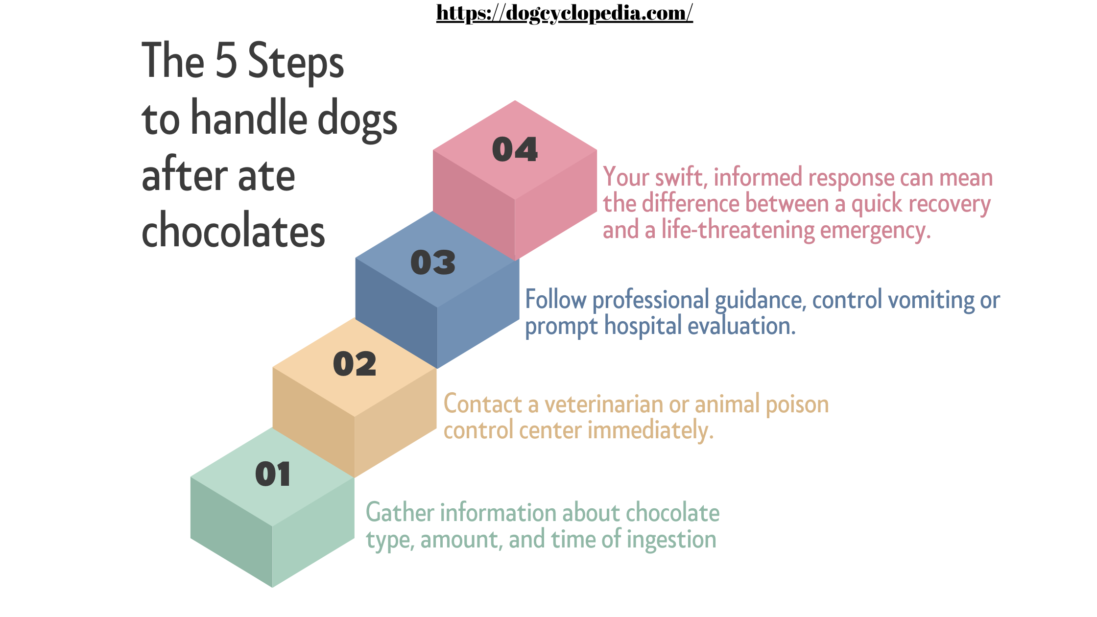 Infographic outlining five steps to take if a dog eats chocolate, including gathering information and contacting a veterinarian.