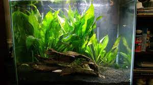 Growing Amazon Sword (Echinodorus bleheri) - Aquariadise