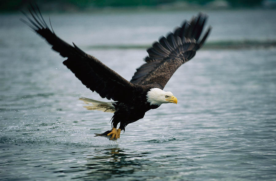 Bald Eagle grabbing fish off water