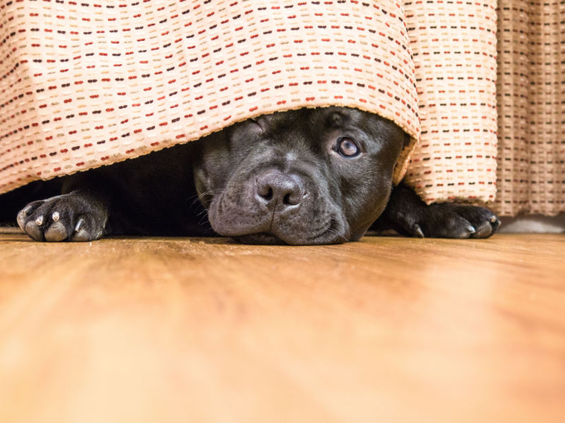 dog hiding from thunder outside