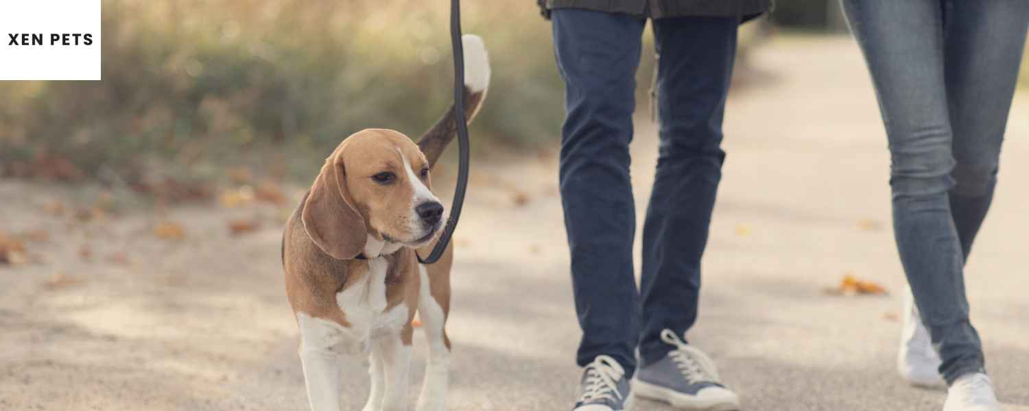 Walk your dog for weight loss