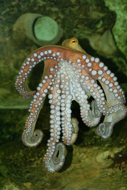 octopus, underwater, sea creatures,  animals that start with v, 