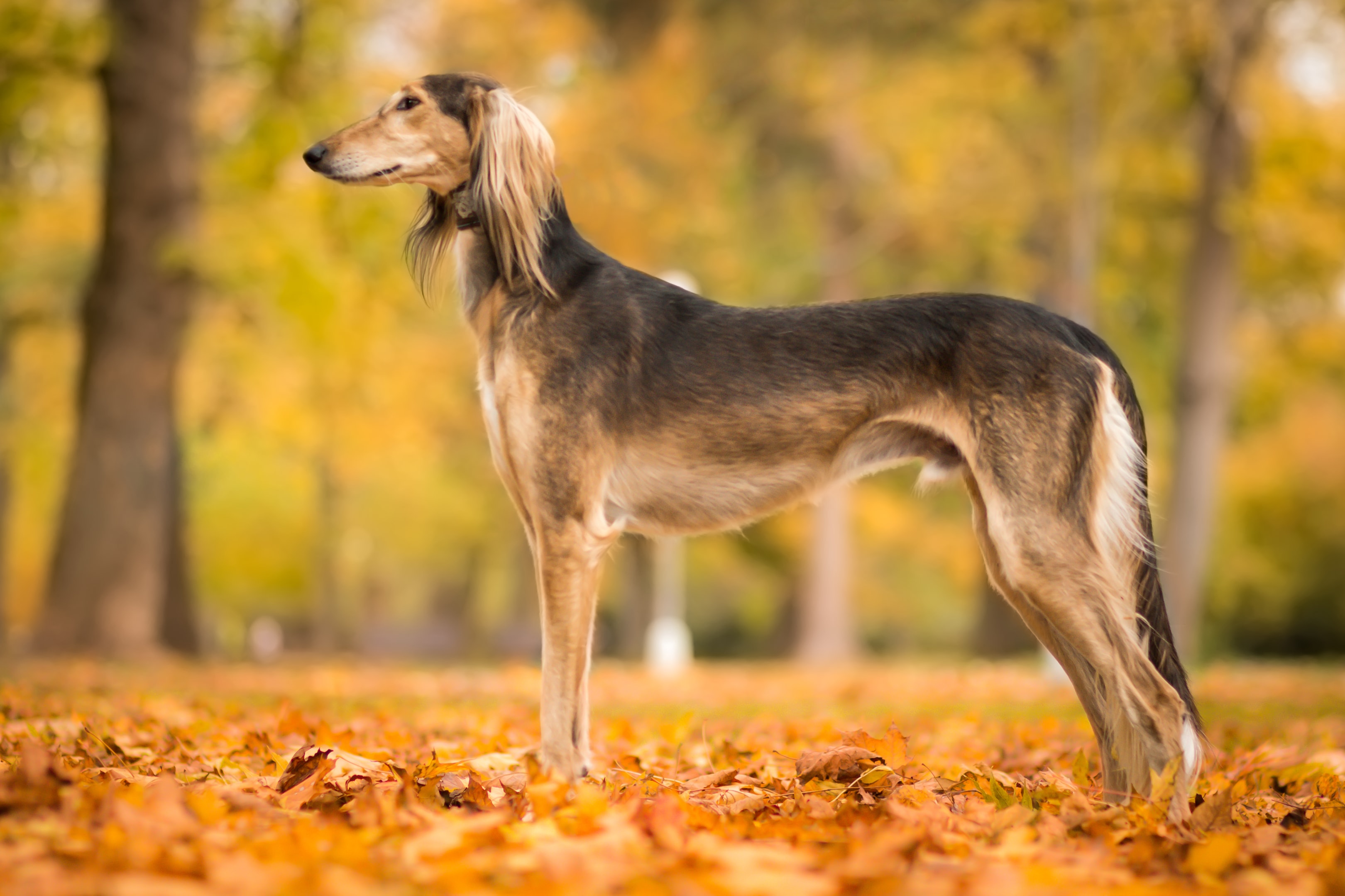 A healthy adult brown and tan Saluki
