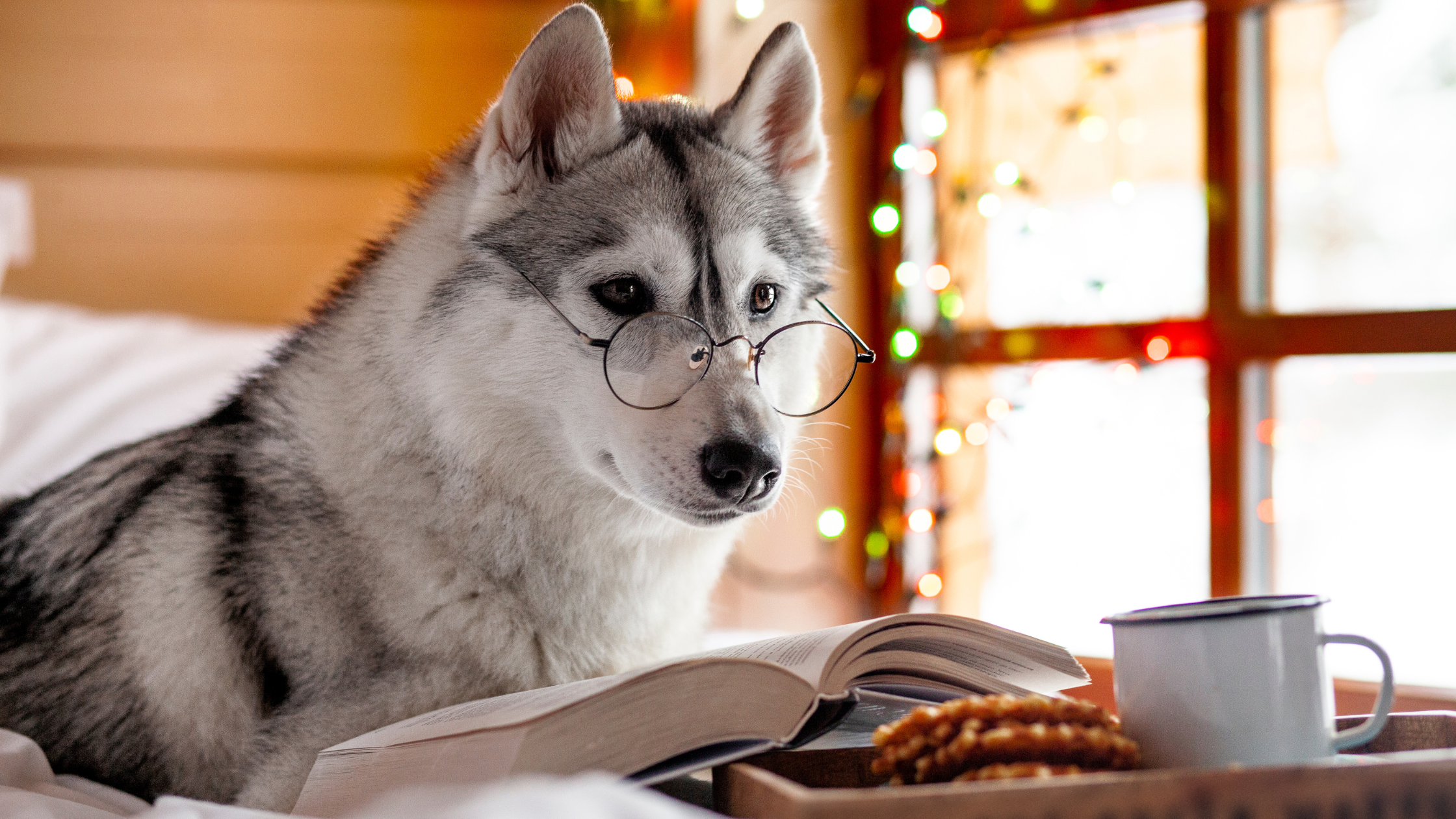 A Siberian Husky wearing glasses with a prop book and coffee