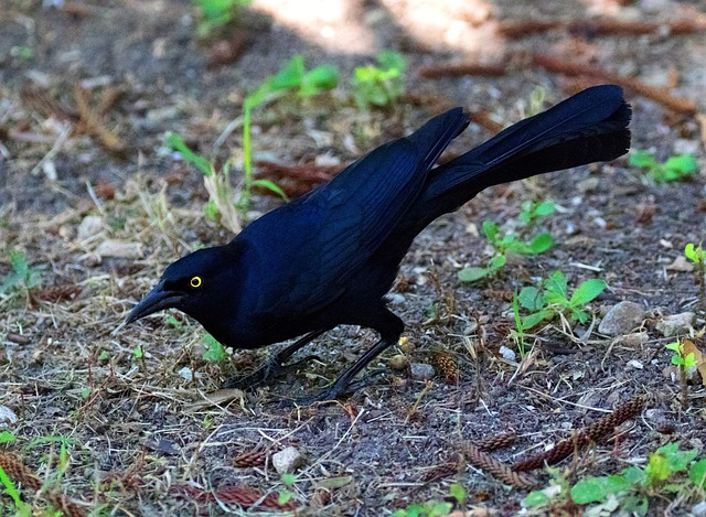 cuba, black bird, great-tailed grackle