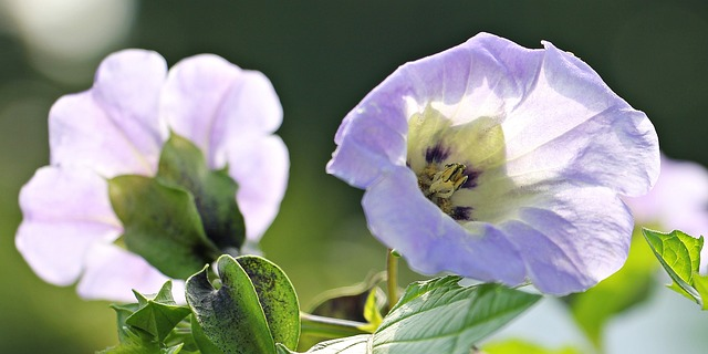 poison berry, blue lampion flower, nicandra physalodes