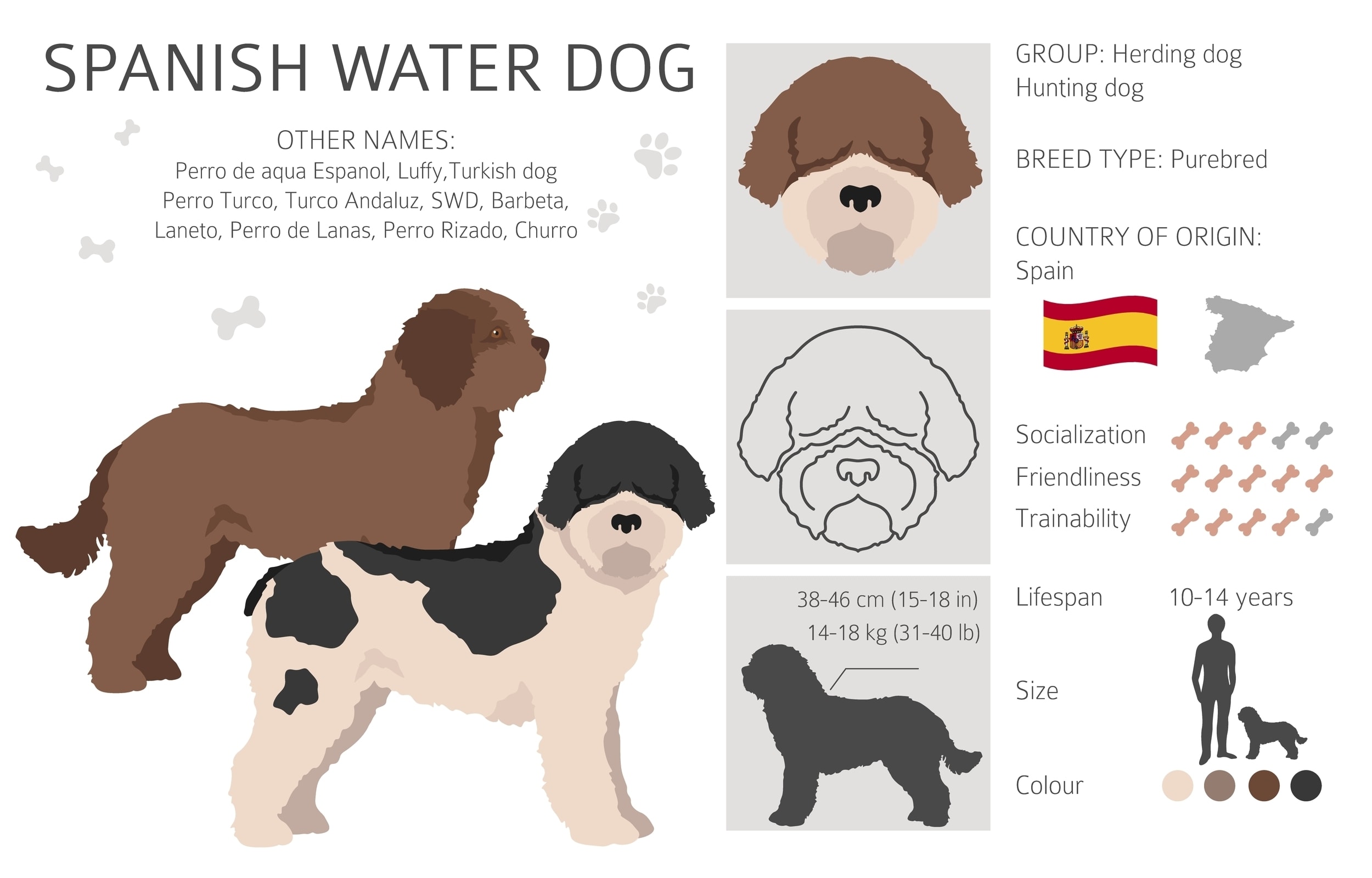 An infographic overview of the Spanish Water Dog