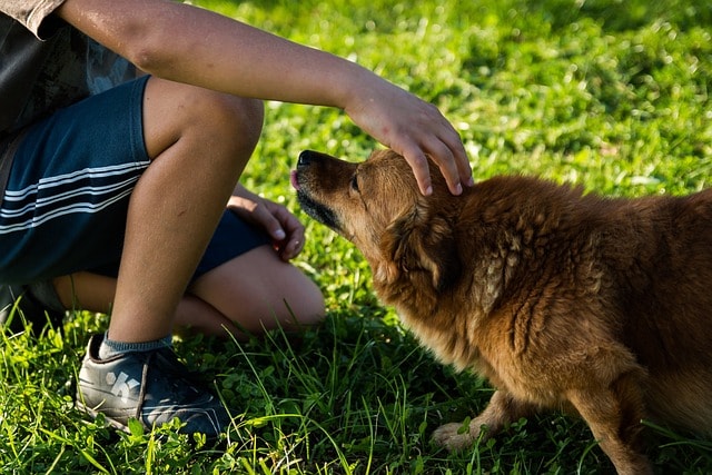 dog, man, pet