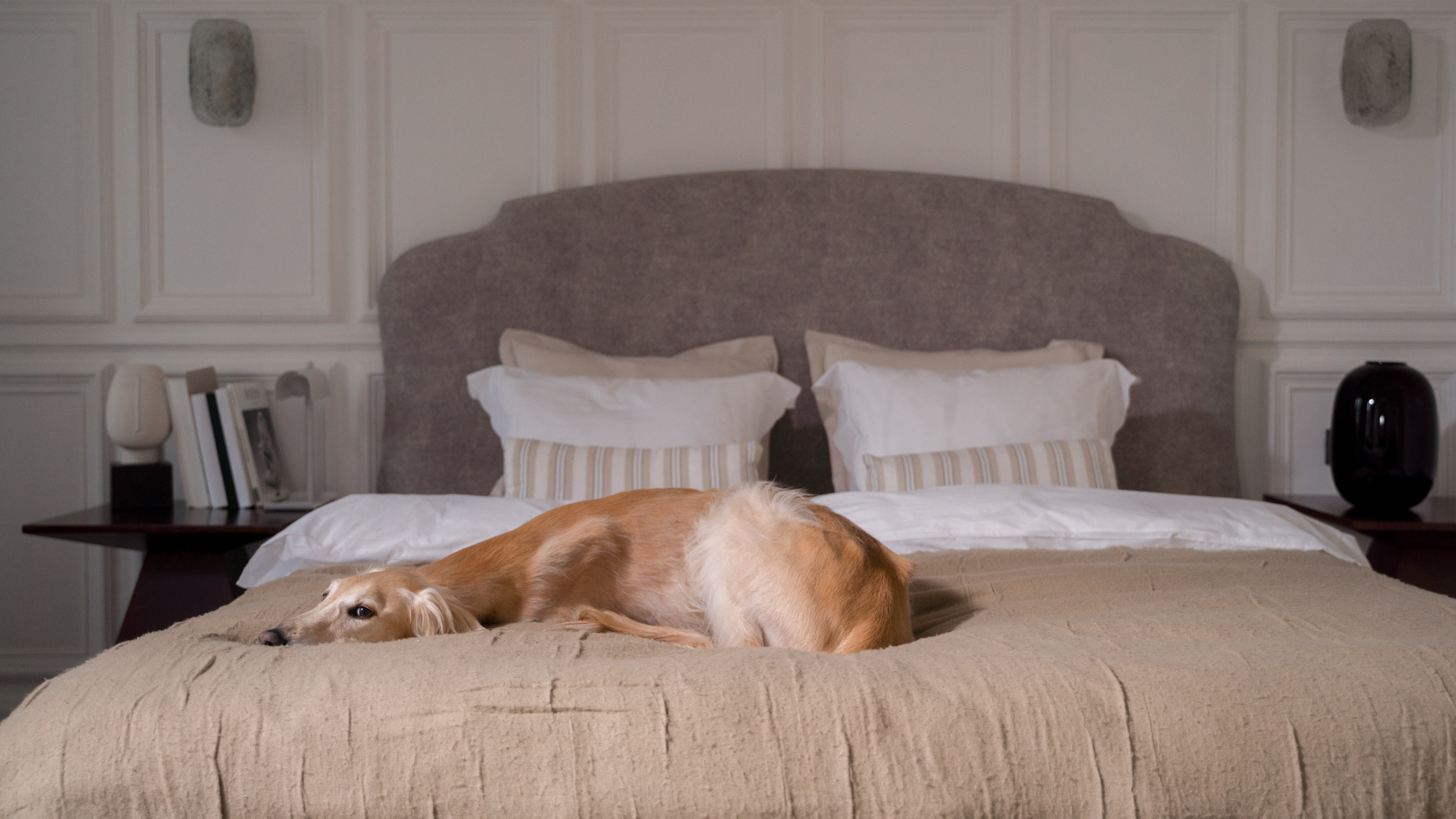 An adult Spanish Greyhound laying on a bed