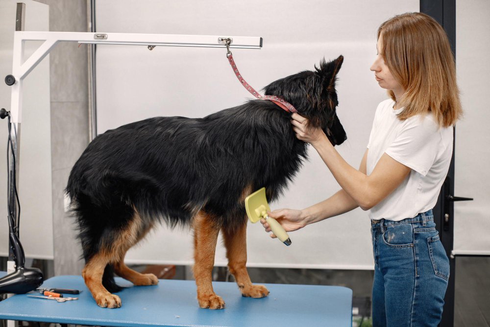 How to Use a Slicker Brush on Dog [Complete Guide] – RexiPets