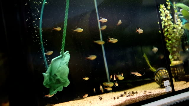 Catching fish in the aquarium 