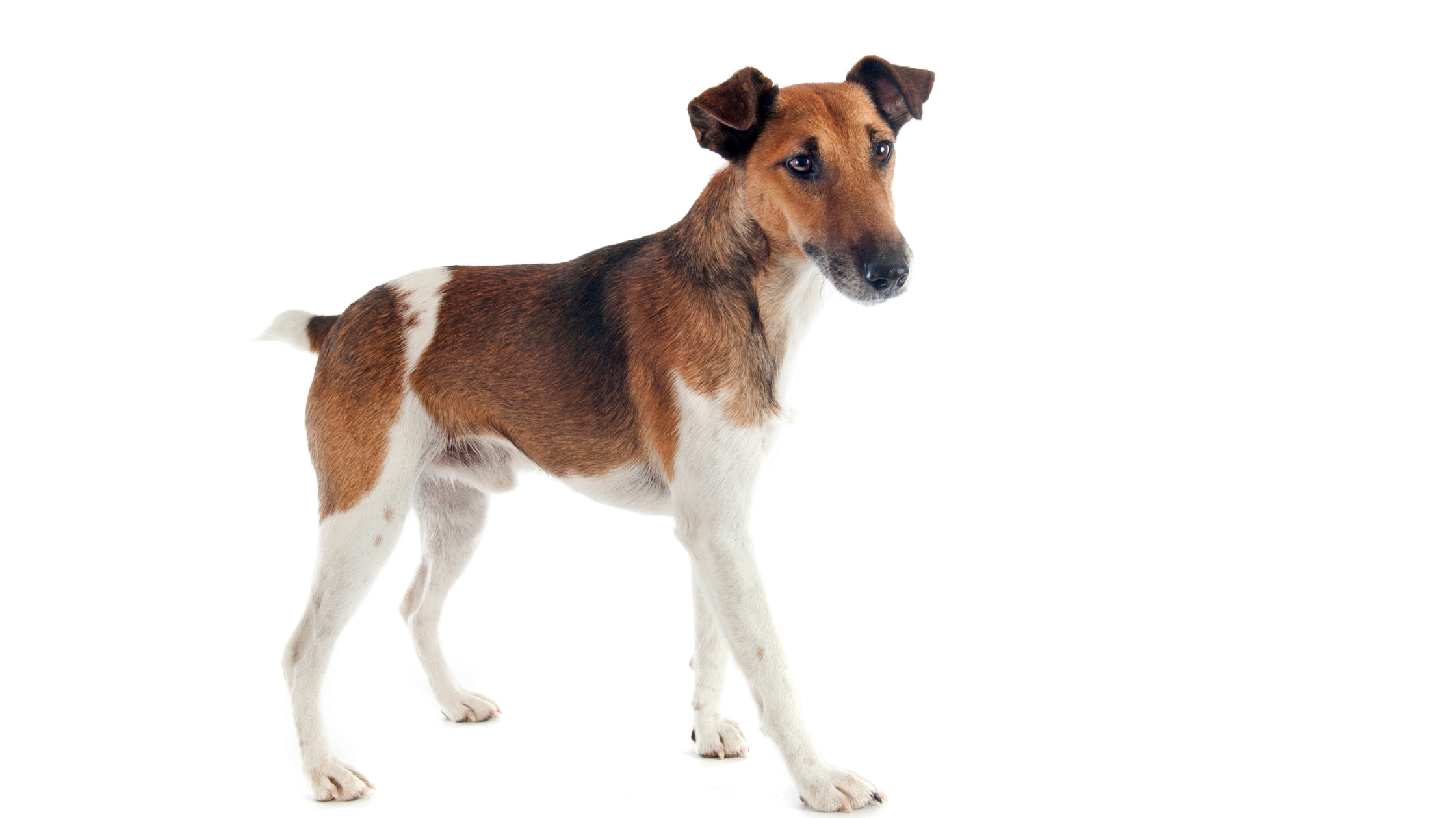 A well groomed Smooth Fox Terrier against a white background
