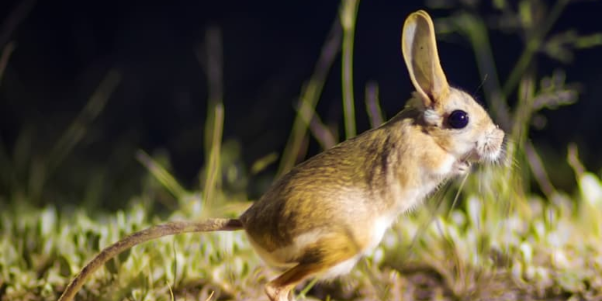 Gobi Jerboa standing on grass