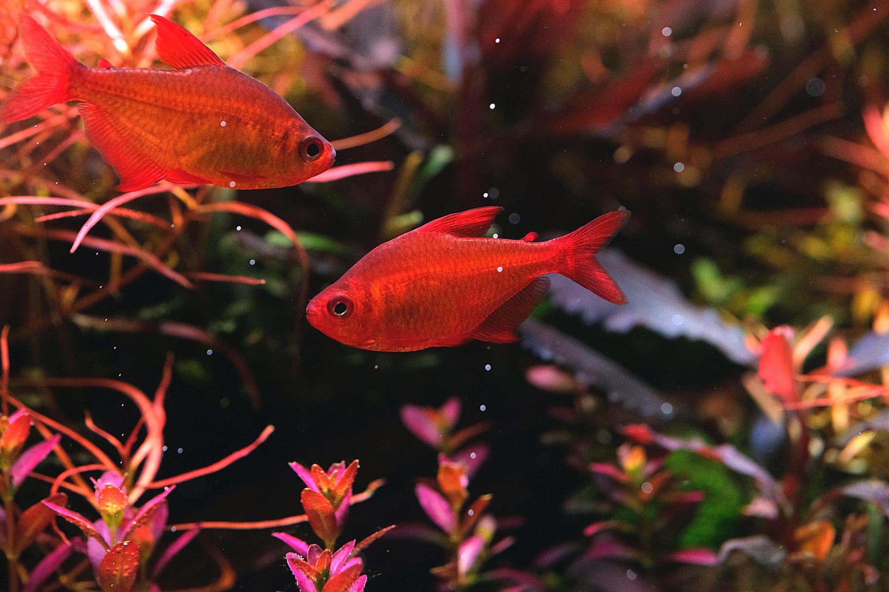 Close up of 2 Hyphessobrycon sp 'Muzel red cherry'