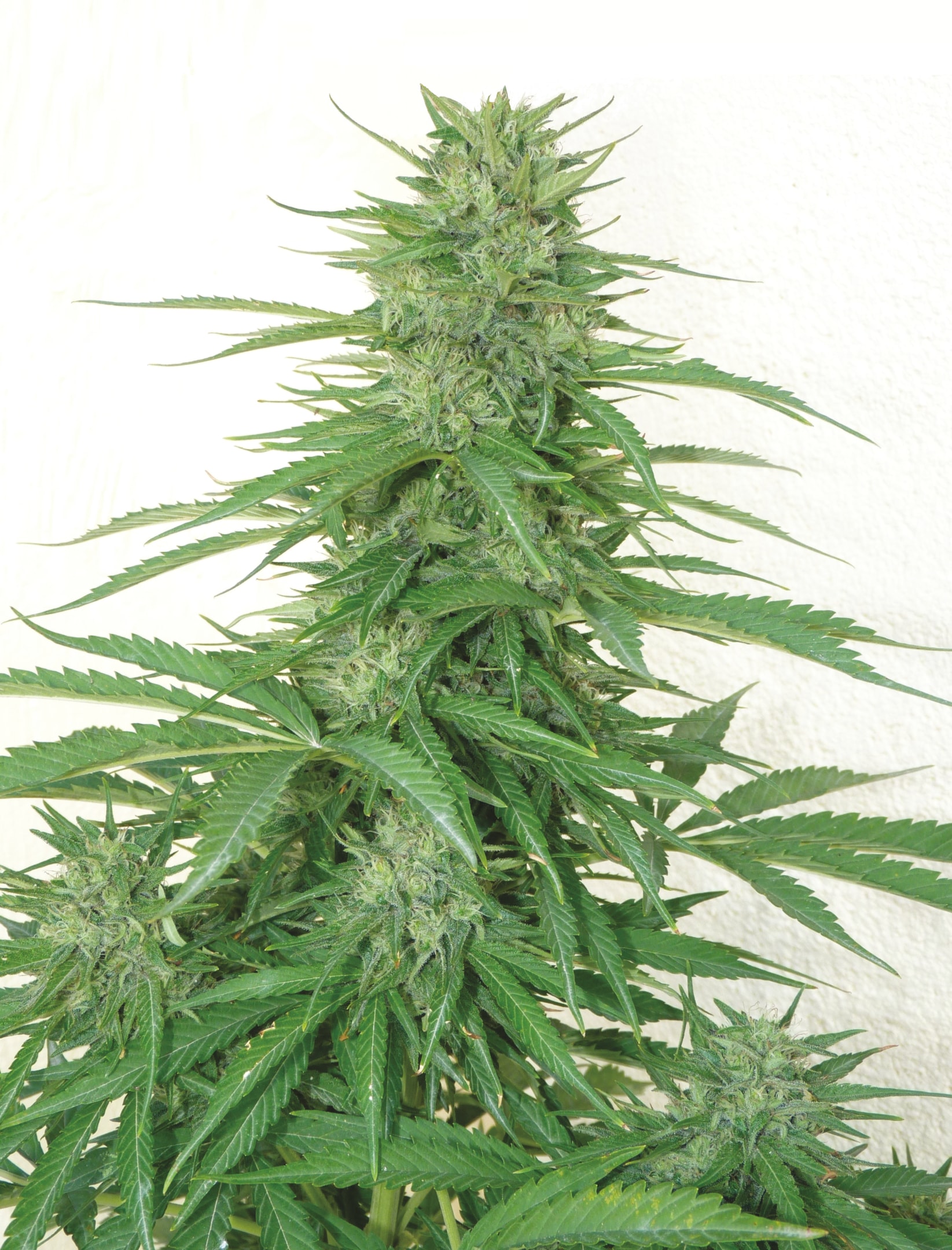 keep nutrients in balance for healthy plants