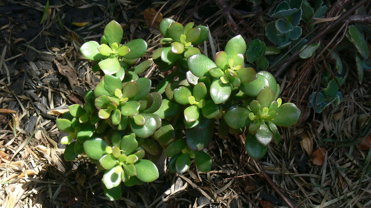 How to Propagate a Chinese Money Plant: A Short Guide 5 How to Propagate Money Plant