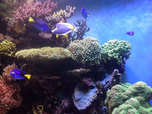 coral reef, corals, aquarium