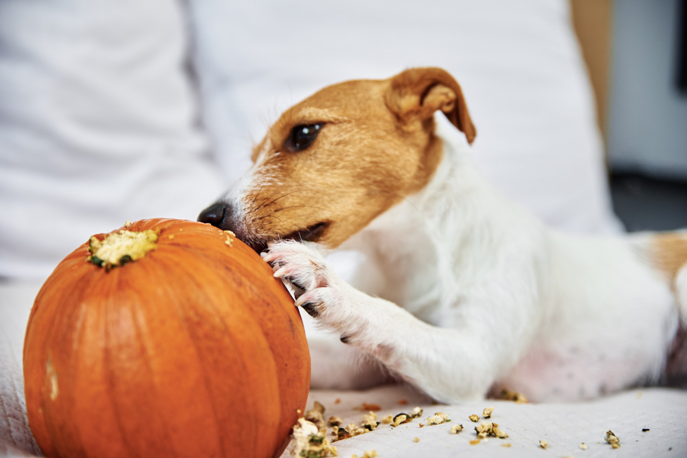 Pumpkin puree can for dogs best sale