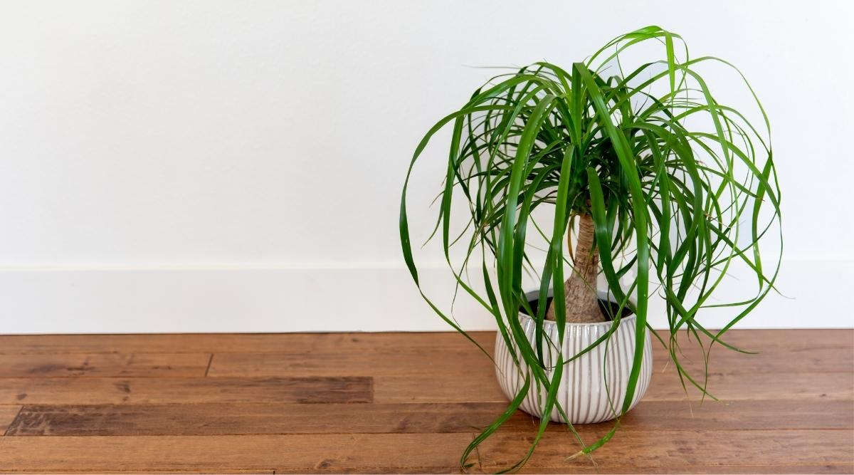 ponytail palm dying, dead ponytail palm