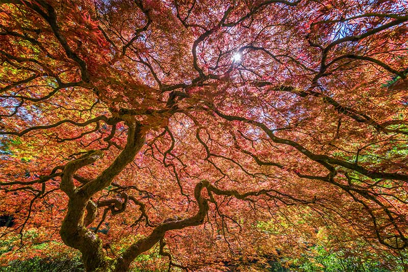 Selecting the Perfect Japanese Maple for Your Bonsai Project