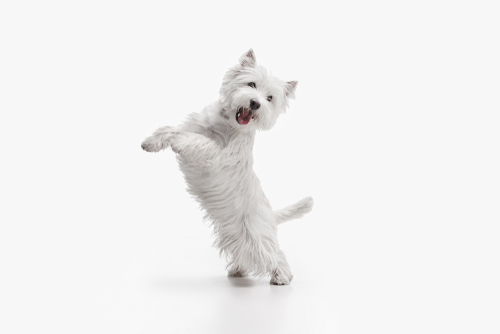 A happy Westie with a white background