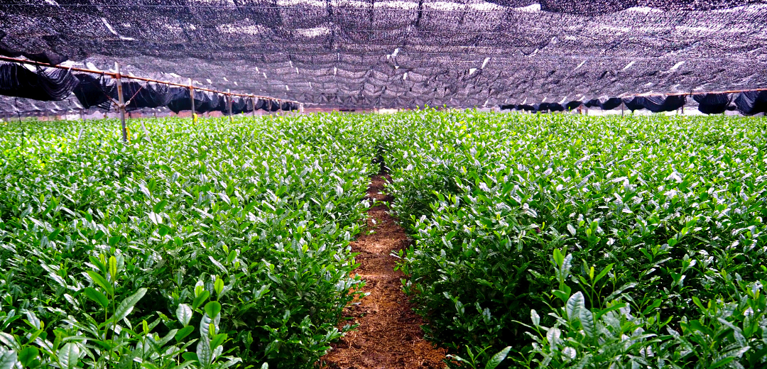 Premium matcha green tea powder is shaded for a minimum of 20 days before harvest