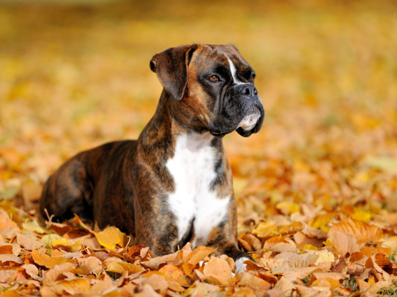 regal boxer sitting in fall leaves