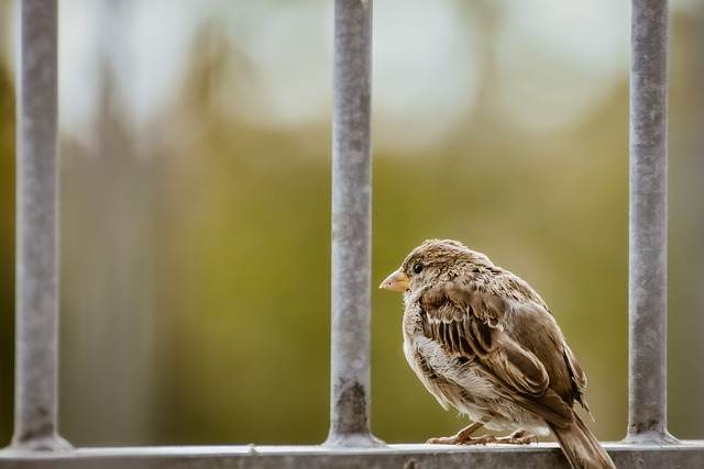 Birds that start with Z