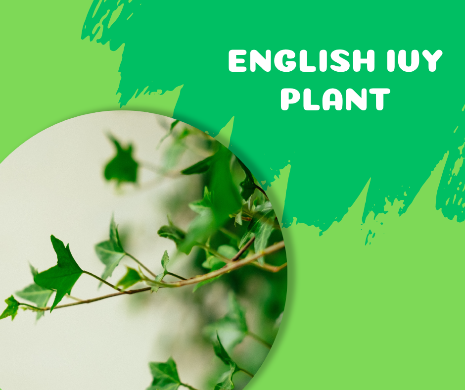 english ivy plant, fastest growing indoor plants