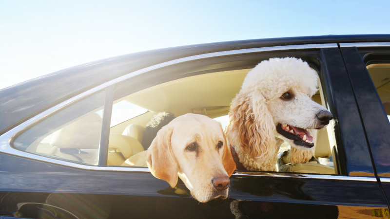 7b958f2e 7f22 4f98 a101 a93ef59b1e22 Dog Peed in Car: How To Deal with Unfortunate Accidents